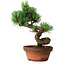 Pinus parviflora, 19 cm, ± 9 ans