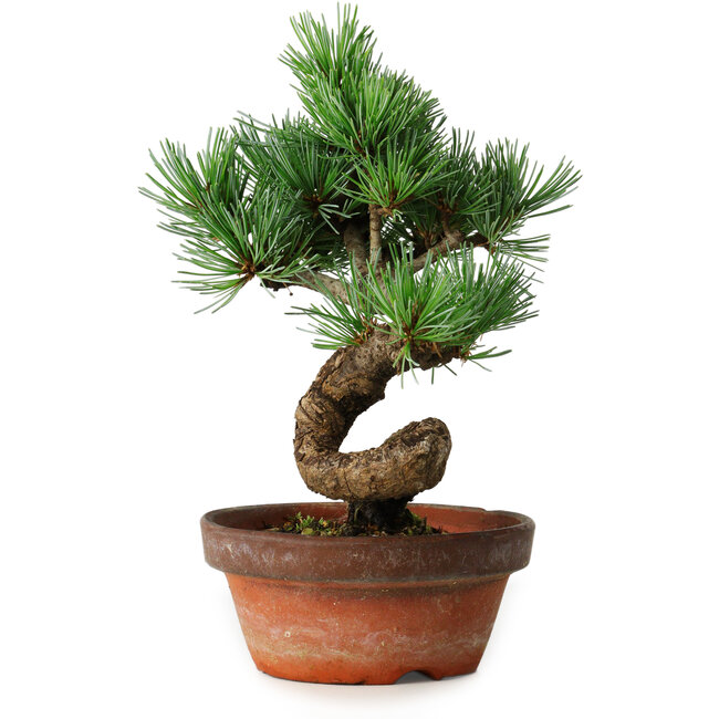 Pinus parviflora, 19 cm, ± 9 anni