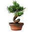 Pinus parviflora, 19 cm, ± 9 ans
