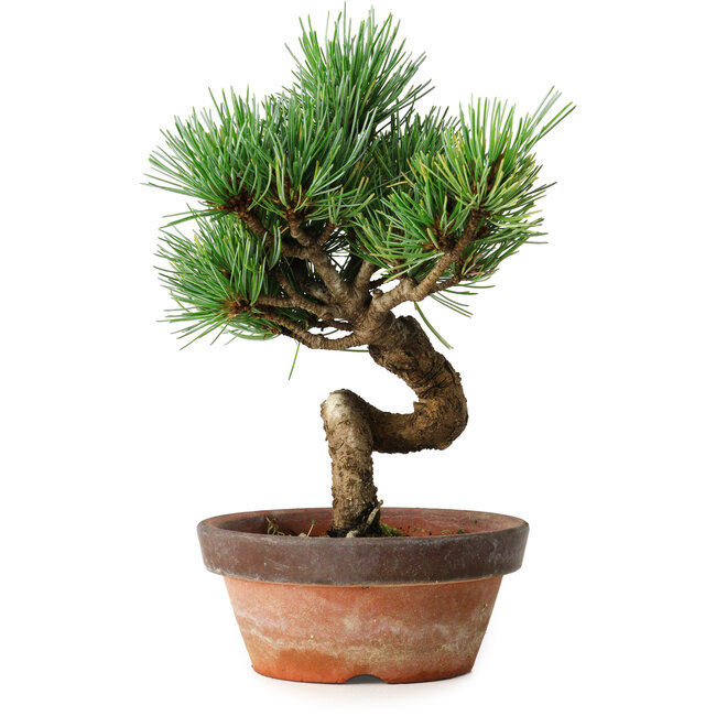 Pinus parviflora, 19 cm, ± 9 jaar oud