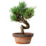 Pinus parviflora, 19 cm, ± 9 jaar oud