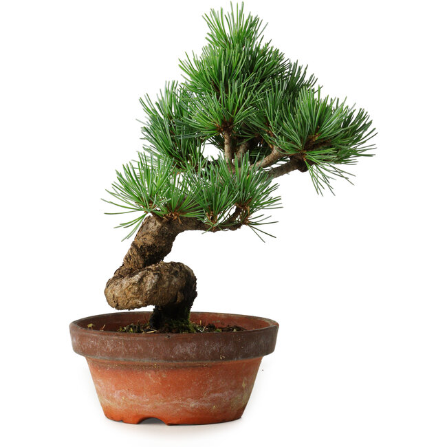 Pinus parviflora, 19 cm, ± 9 ans