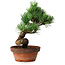Pinus parviflora, 19 cm, ± 9 años