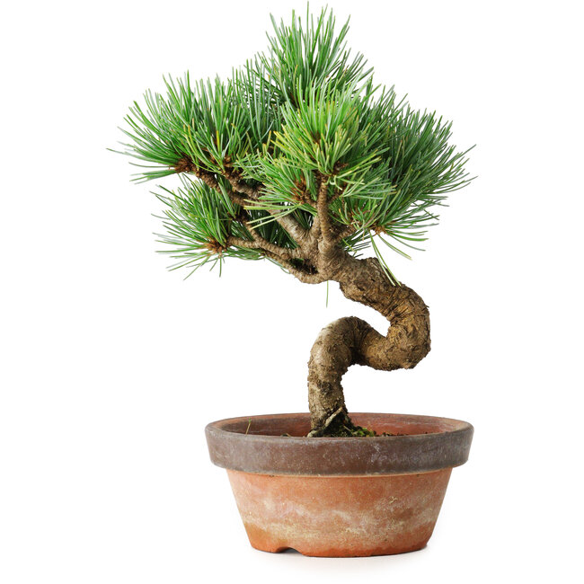 Pinus parviflora, 19 cm, ± 9 ans