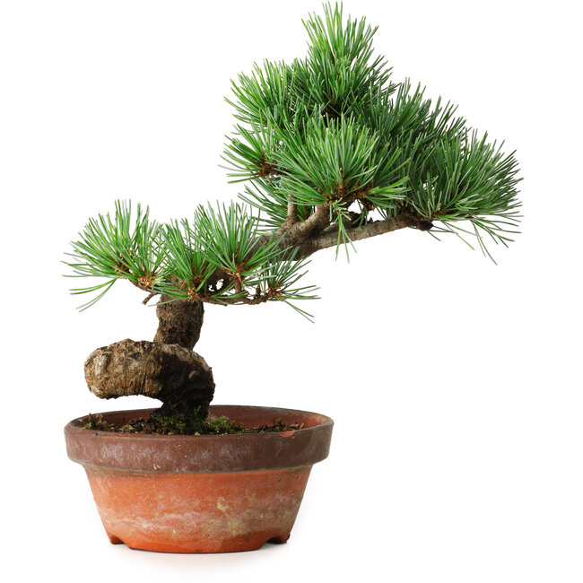Pinus parviflora, 19 cm, ± 9 ans