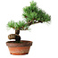 Pinus parviflora, 19 cm, ± 9 anni