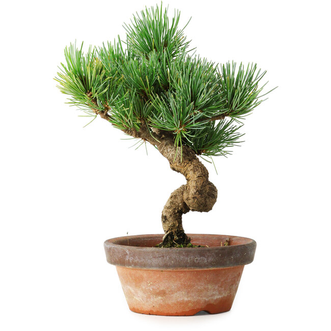 Pinus parviflora, 19 cm, ± 9 anni
