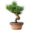 Pinus parviflora, 19 cm, ± 9 jaar oud
