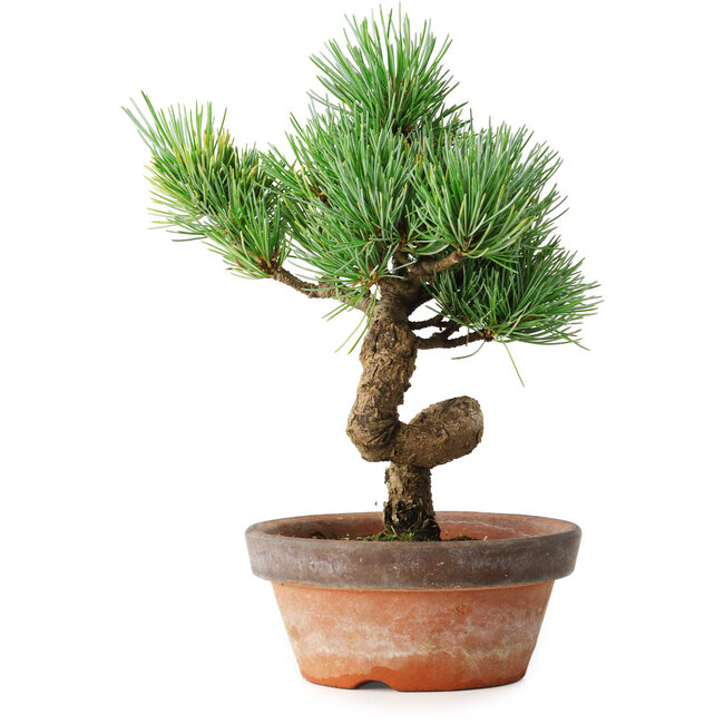 Pinus parviflora, 19 cm, ± 9 anni