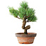 Pinus parviflora, 19 cm, ± 9 jaar oud