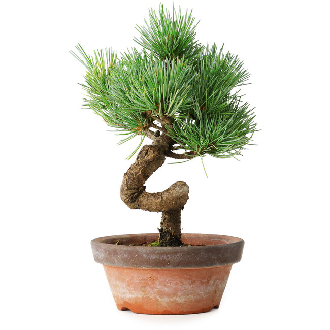 Pinus parviflora, 19 cm, ± 9 Jahre alt