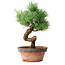 Pinus parviflora, 19 cm, ± 9 years old