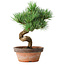 Pinus parviflora, 19 cm, ± 9 years old