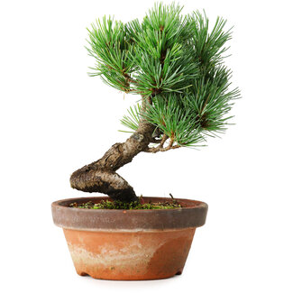 Pinus parviflora, 19 cm, ± 9 jaar oud