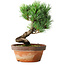 Pinus parviflora, 19 cm, ± 9 jaar oud
