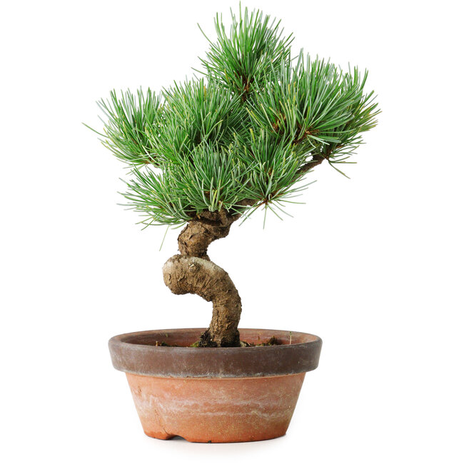 Pinus parviflora, 19 cm, ± 9 anni