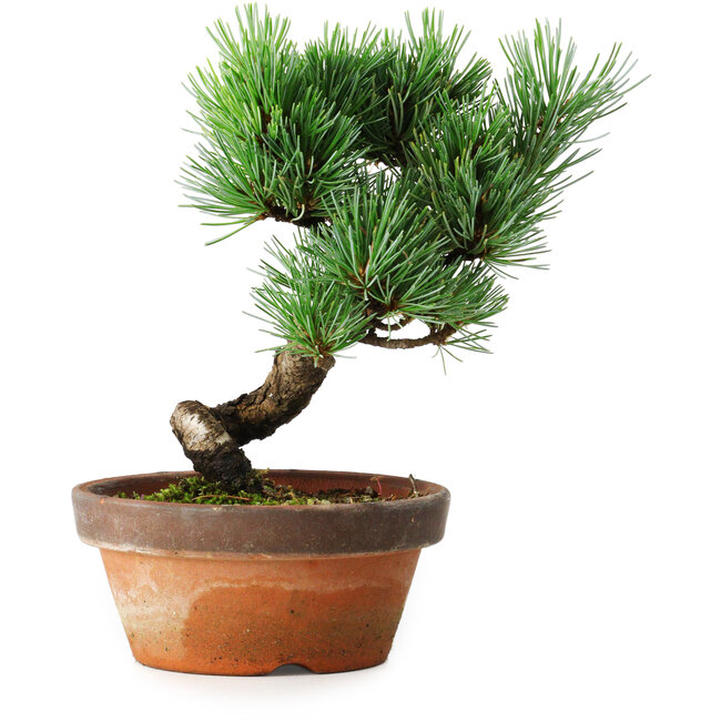 Pinus parviflora, 19 cm, ± 9 ans