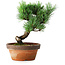 Pinus parviflora, 19 cm, ± 9 jaar oud