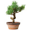 Pinus parviflora, 19 cm, ± 9 years old