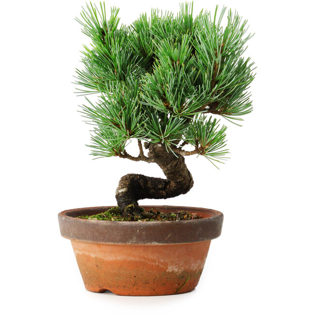Pinus parviflora, 19 cm, ± 9 anni