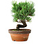 Pinus parviflora, 19 cm, ± 9 years old