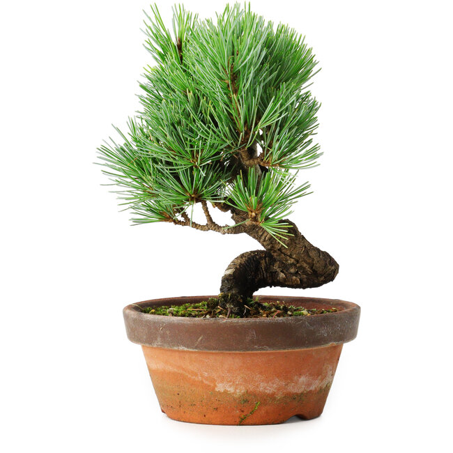 Pinus parviflora, 19 cm, ± 9 años