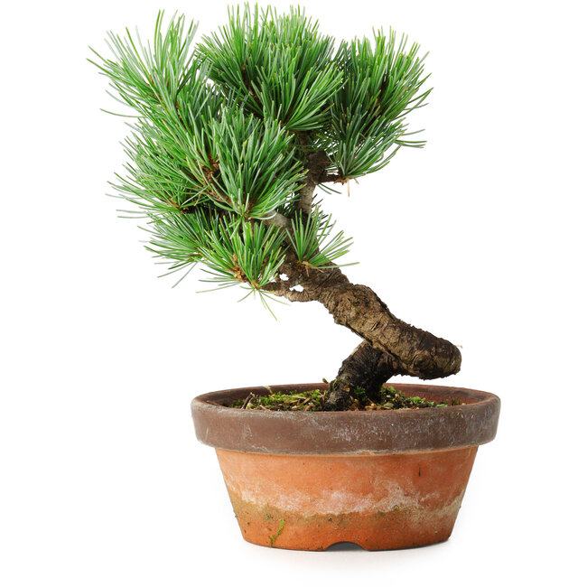 Pinus parviflora, 19 cm, ± 9 years old