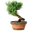 Pinus parviflora, 19 cm, ± 9 years old