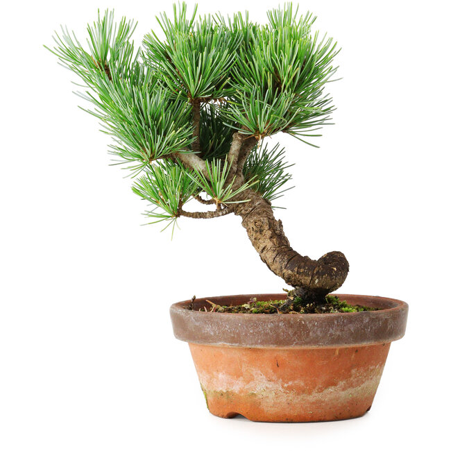 Pinus parviflora, 19 cm, ± 9 años