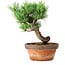 Pinus parviflora, 19 cm, ± 9 years old