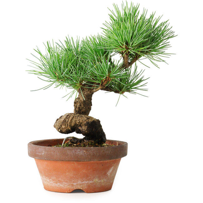 Pinus parviflora, 19 cm, ± 9 years old