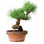 Pinus parviflora, 19 cm, ± 9 anni