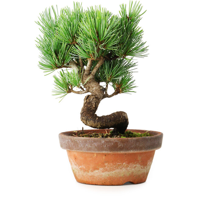Pinus parviflora, 19 cm, ± 9 años
