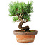 Pinus parviflora, 19 cm, ± 9 jaar oud