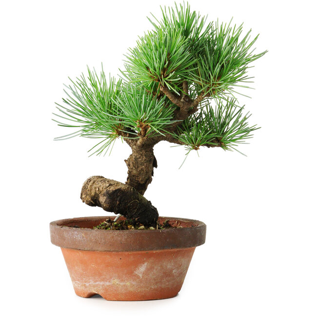 Pinus parviflora, 19 cm, ± 9 jaar oud