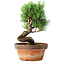 Pinus parviflora, 19 cm, ± 9 years old