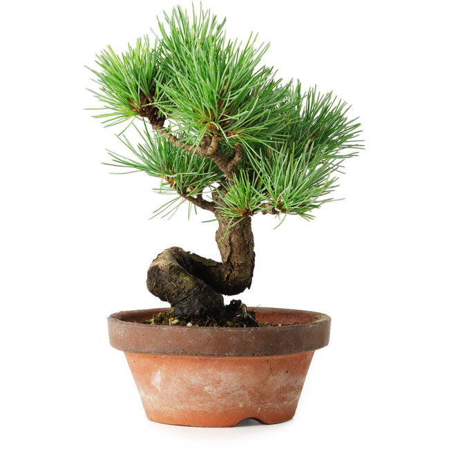 Pinus parviflora, 19 cm, ± 9 Jahre alt