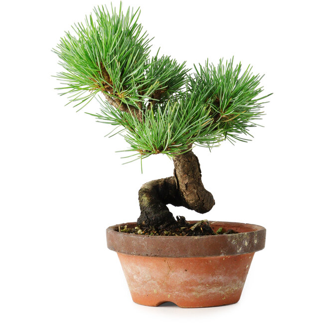 Pinus parviflora, 19 cm, ± 9 jaar oud