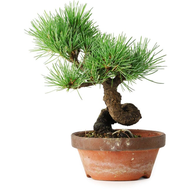 Pinus parviflora, 19 cm, ± 9 años