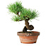 Pinus parviflora, 19 cm, ± 9 jaar oud