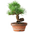 Pinus parviflora, 19 cm, ± 9 ans