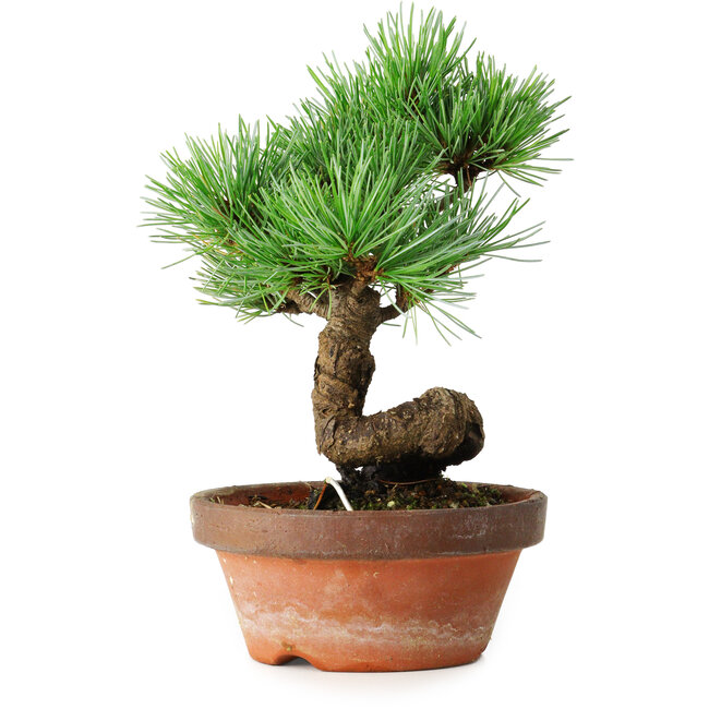 Pinus parviflora, 19 cm, ± 9 years old