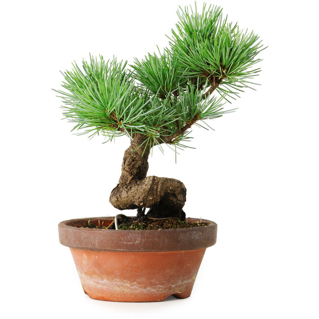 Pinus parviflora, 19 cm, ± 9 jaar oud