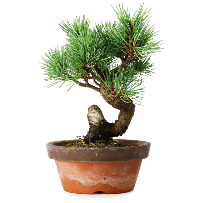 Pinus parviflora, 19 cm, ± 9 jaar oud