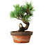 Pinus parviflora, 19 cm, ± 9 years old