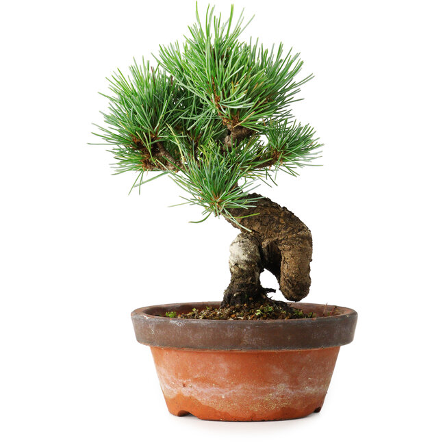 Pinus parviflora, 19 cm, ± 9 jaar oud
