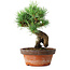 Pinus parviflora, 19 cm, ± 9 years old