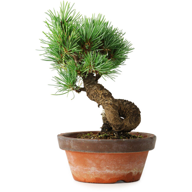 Pinus parviflora, 19 cm, ± 9 Jahre alt