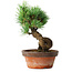 Pinus parviflora, 19 cm, ± 9 ans