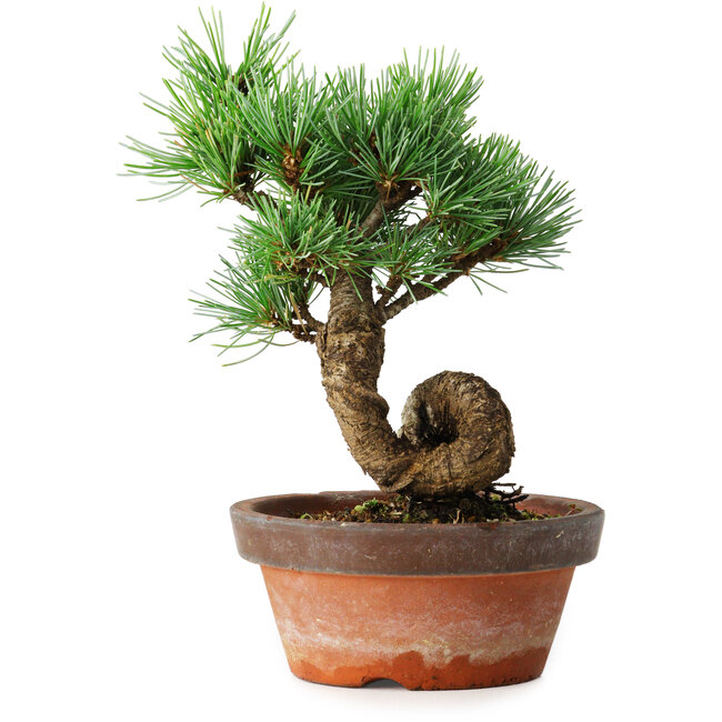 Pinus parviflora, 19 cm, ± 9 Jahre alt